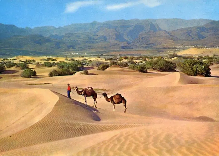 Donana 924